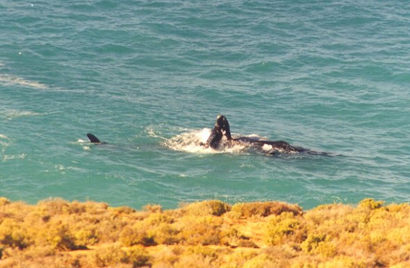 Right Whale and Calf  - Click to Return