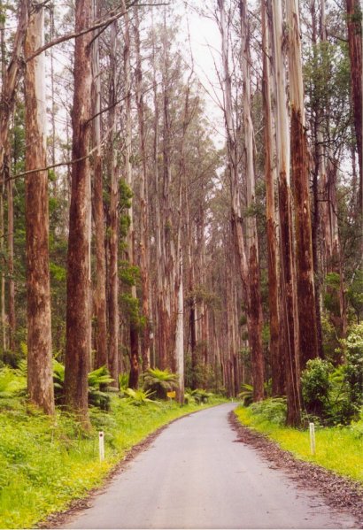 Yarra Valley National Park - Click to Return