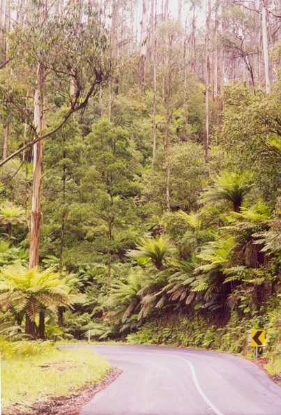 Tree Ferns Yarra Valley - Click to Return