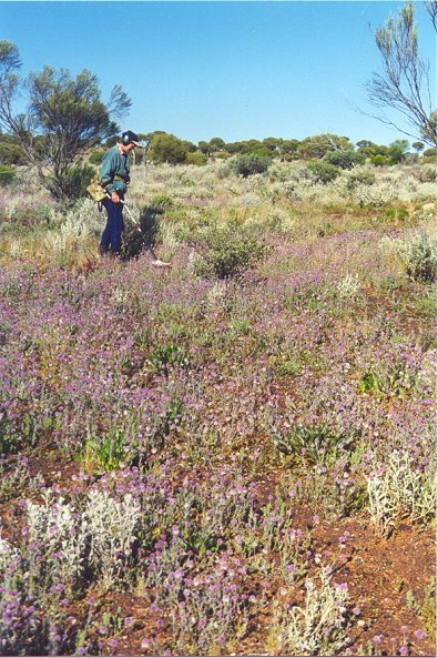 Detecting in the Wildflowers  - Click to Return