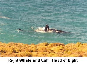 Right Whale and Calf - Click to enlarge