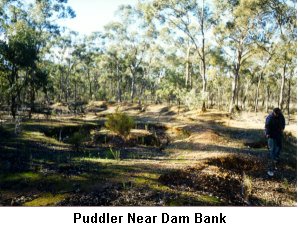 Puddler Near Dam Bank - Click to enlarge