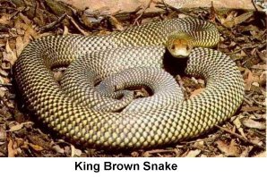 King Brown Snake - Click to enlarge