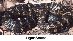 Tiger Snake - Click to enlarge