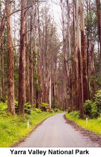 Yarra Valley National Park - Click to enlarge
