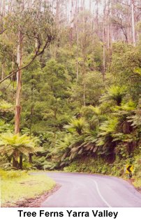Tree Ferns - Yarra Valley - Click to enlarge