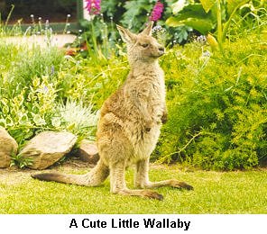 A Cute Little Wallaby - Click to enlarge