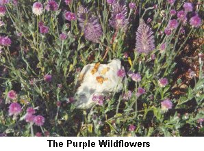 The Purple Wildflowers - Click to enlarge