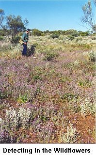 Detecting in the Wildflowers - Click to enlarge