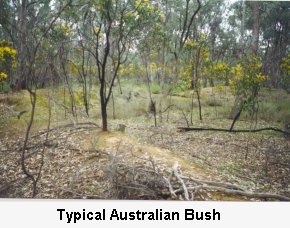 Typical Australian Bush - Click to enlarge