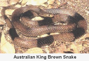 Australian King Brown Snake - Click to enlarge
