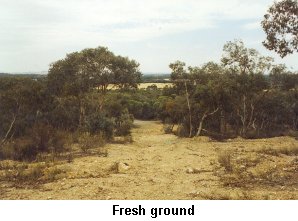 Fresh Ground - Click to enlarge