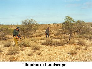 Tibooburra Landscape - Click to enlarge
